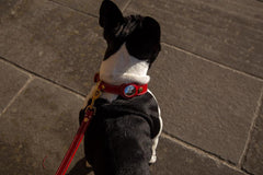 Compatible GPS Tracker Case Airtag Leather Dog Collar