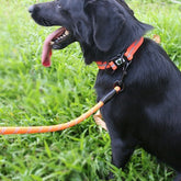 Night Reflective Pet Dog Harness